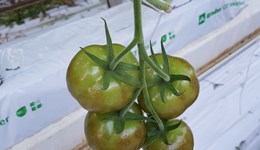 Tomato Brown Rugose Fruit Virus - Update 2